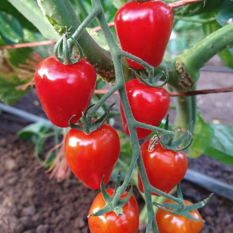 Organic 'Gardener's Sweetheart' tomato