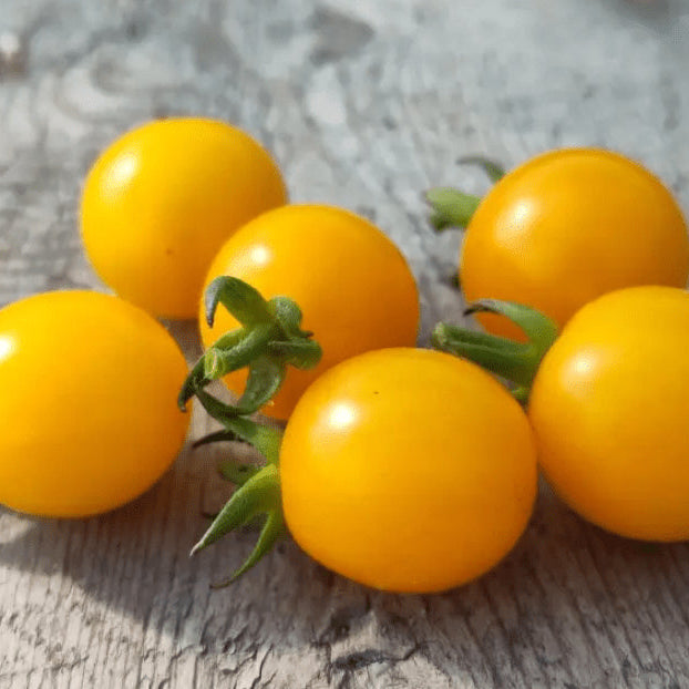 Organic 'German Yellow Cherry' tomato