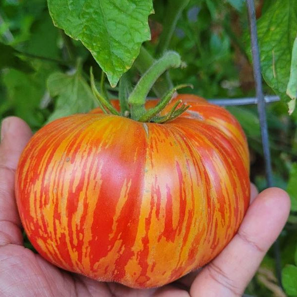 Organic 'Get Stuffed' Tomato