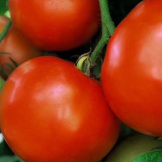 Organic 'Glamour Red' Tomato Seeds by Gaia, product image prepared for Canadian gardeners.