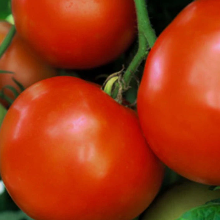 Tomate 'Glamour Red' bio
