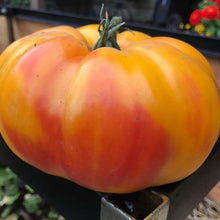 Organic 'Gold Medal' Tomato