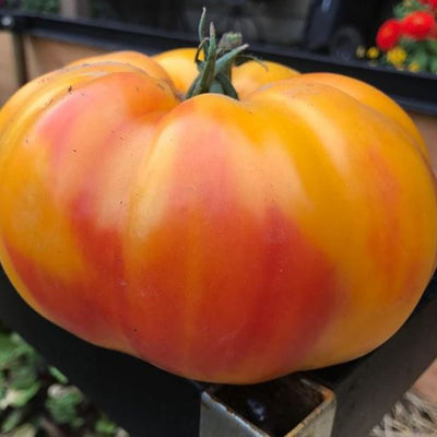 Organic 'Gold Medal' Tomato