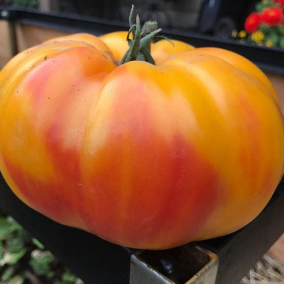 Tomate 'Gold Medal' bio