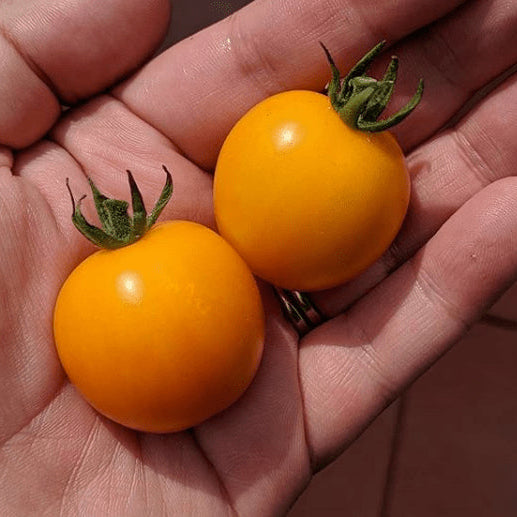Organic 'Gold Nugget' Tomato