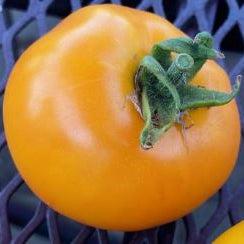 Organic 'Golden Delight' Tomato