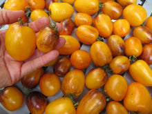 Tomato ‘Golden Hour’ (<em>Solanum lycopersicum</em>)