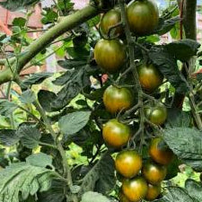 Organic 'Green Bee F4' Tomato