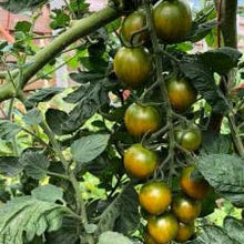 Organic 'Green Bee F4' Tomato