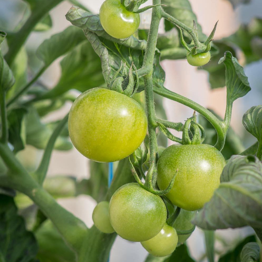 Organic 'Green Doctor' Tomato