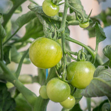 Organic 'Green Doctor' Tomato