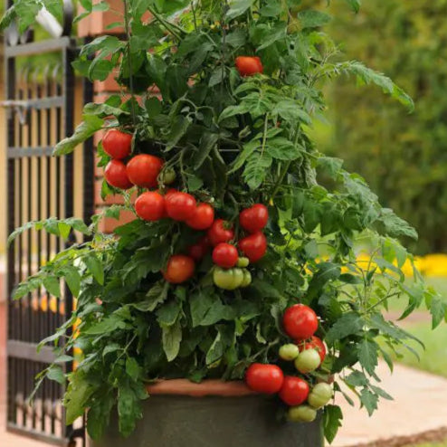 Photo de Tomate Homeslice F1 Collection Patio. La couleur caractéristique est : rouge. Le visuel permet d'observer les contours, les teintes et la disposition des éléments présentés. Les détails de forme et les contrastes donnent un aperçu de l'apparence de cette plante ou de sa récolte. Cette photographie accompagne la variété nommée afin de l'identifier dans la sélection de semences.