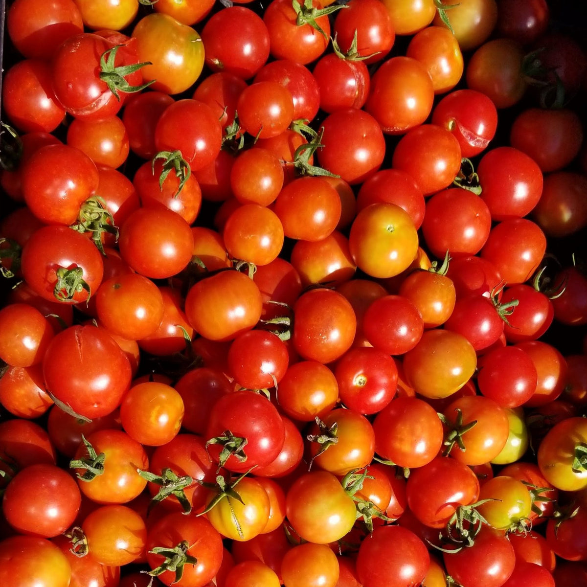 Tomate 'Hundreds and Thousands' bio