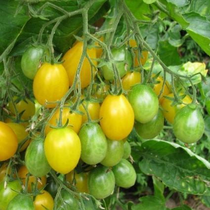 Tomate 'Ildi Cherry' bio