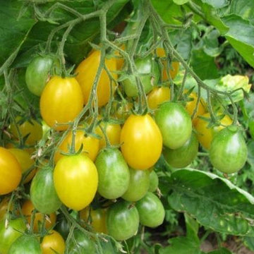 Tomate 'Ildi Cherry' bio