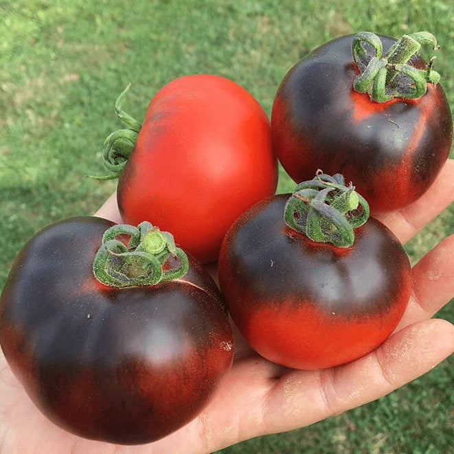 Organic 'Indigo Apple' Tomato