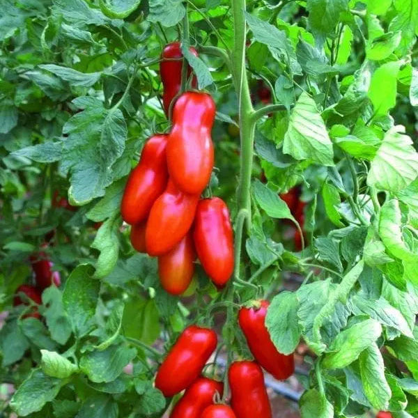 Photo de Tomate Italienne Pozzano F1. La couleur caractéristique est : rouge. Le visuel permet d'observer les contours, les teintes et la disposition des éléments présentés. Les détails de forme et les contrastes donnent un aperçu de l'apparence de cette plante ou de sa récolte. Cette photographie accompagne la variété nommée afin de l'identifier dans la sélection de semences.