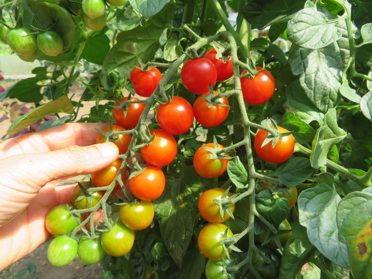 'Iva's Red Berry' Tomato