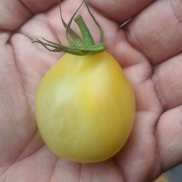 Organic 'Ivory Pear' Tomato