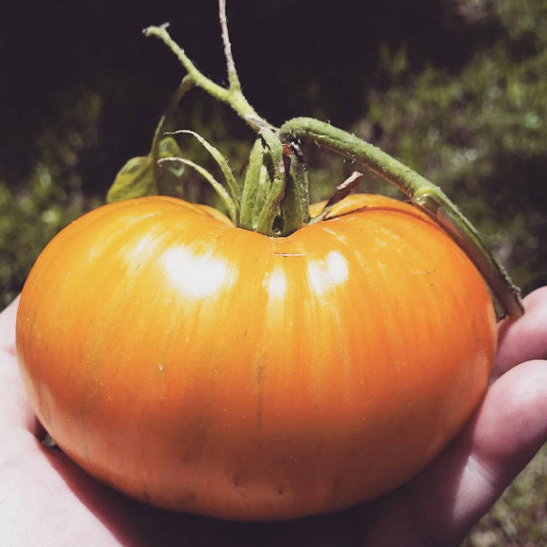 Organic 'Janet's Jacinthe Jewel' tomato