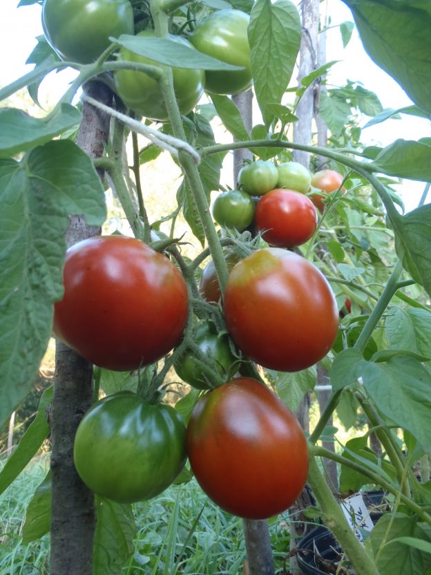 Tomato 'Japanese Black Trifele'