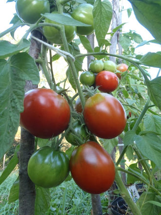 Tomate 'Japanese Black Trifele'