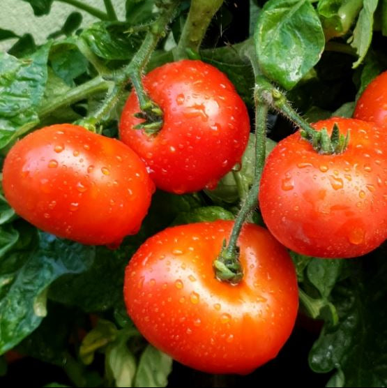 Organic 'Japanese Dwarf' Tomato