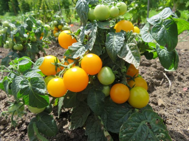 'Jochalo' Tomato