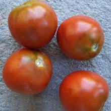 Organic 'Kangaroo Paw Brown' tomato