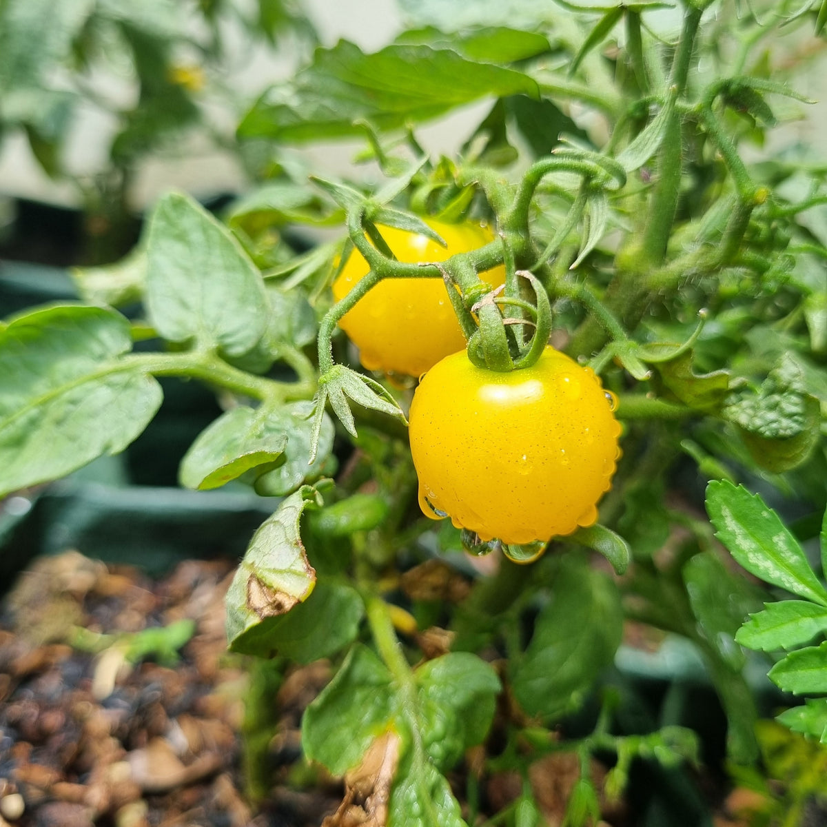 Tomate 'Kangaroo Paw Yellow' bio