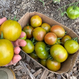 Organic 'Karma Miracle' Tomato