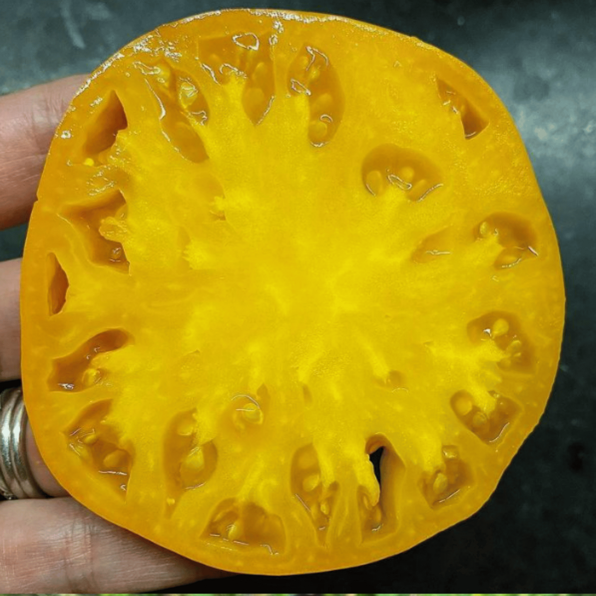 Organic 'Kellogg's Breakfast' tomato