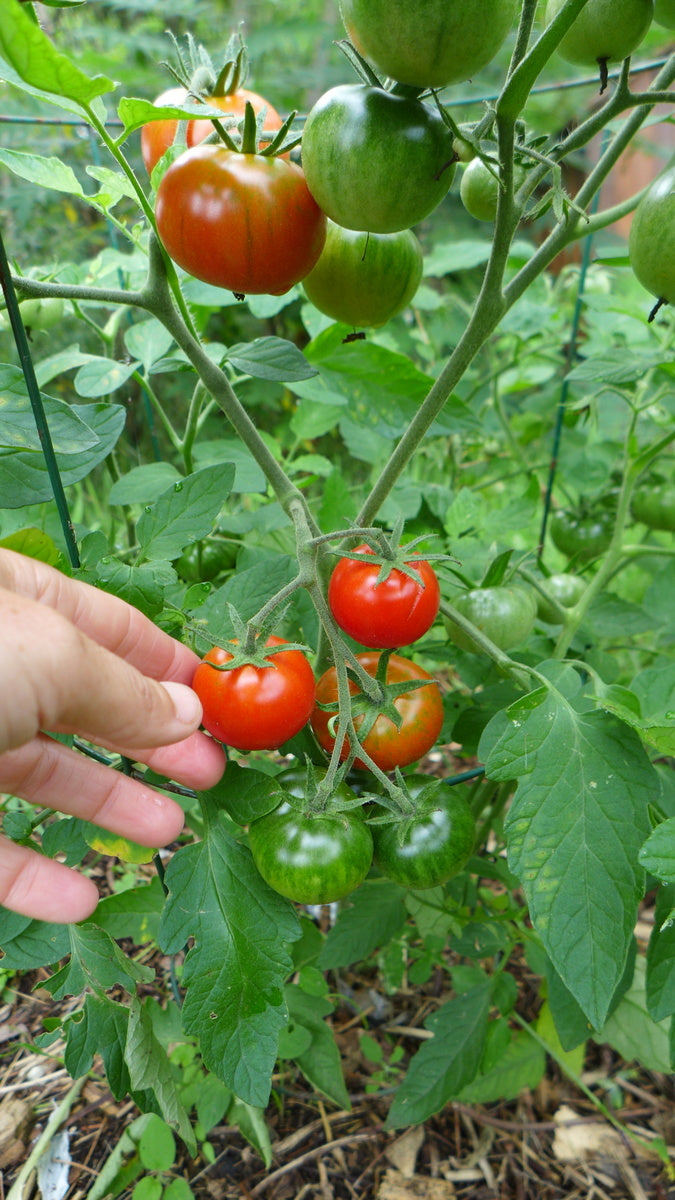'Latah' Tomato