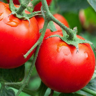 Organic 'Latah' Tomato
