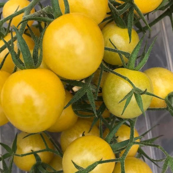 Organic 'Lemon Drop' Tomato