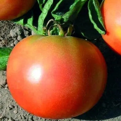 Photo de Tomate Long Keeper. Ses gros fruits rouge-orangé, d'un poids moyen de 175 à 185 g, sont savoureux et parfaits pour les amateurs de tomates en toutes saisons. La couleur caractéristique est : rouge. Le visuel permet d'observer les contours, les teintes et la disposition des éléments présentés. Les détails de forme et les contrastes donnent un aperçu de l'apparence de cette plante ou de sa récolte.