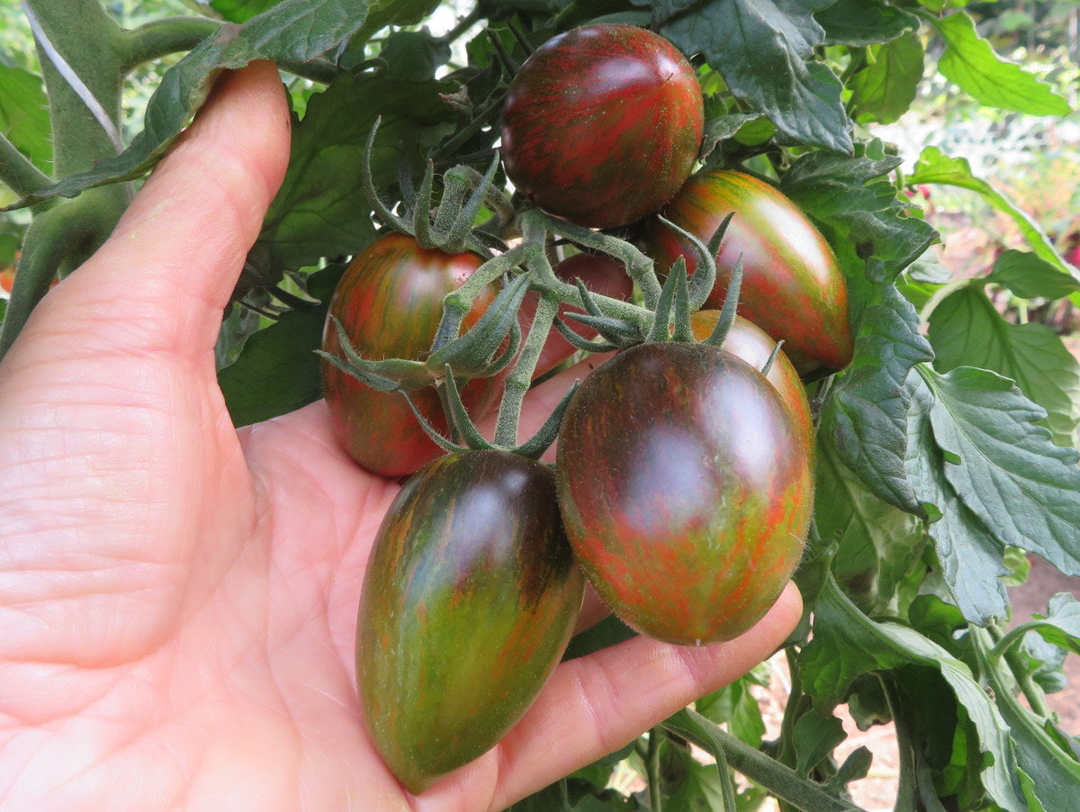 'Magic Bullet' Tomato