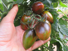 Tomate 'Magic Bullet'