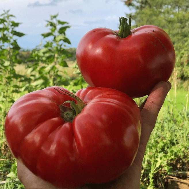 Organic 'Magnum Beefsteak' Tomato
