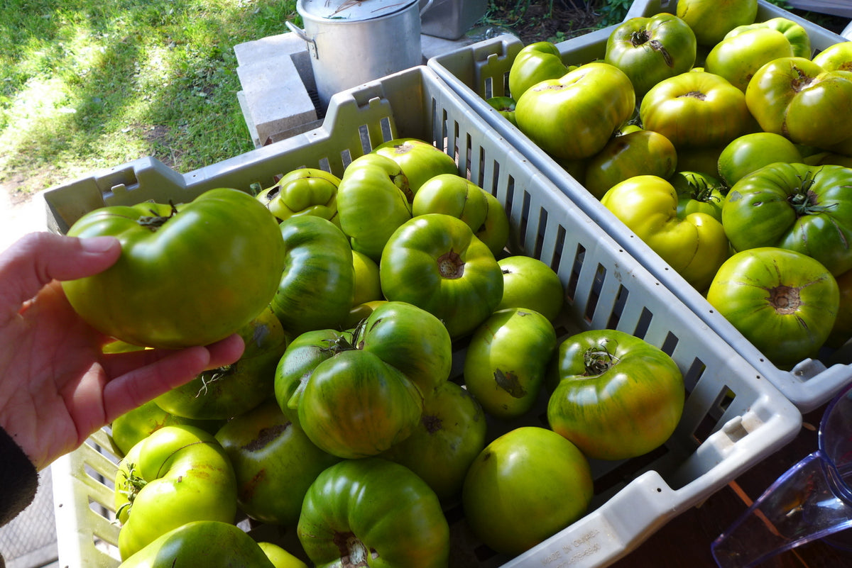 'Malachite box' tomato