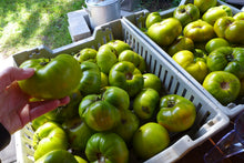 'Malachite box' tomato