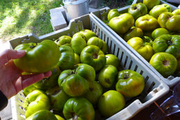 Tomate 'Malachite box'