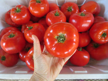 'Marglobe' Tomato