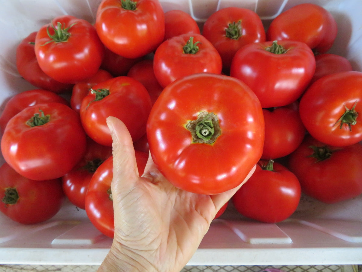 'Marglobe' Tomato