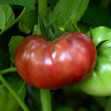 Tomato Heirloom Marriage Cherokee Carbon F1