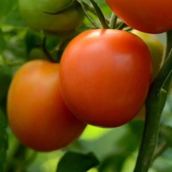 Tomate Marriage Perfect Flame F1 (Héritage)