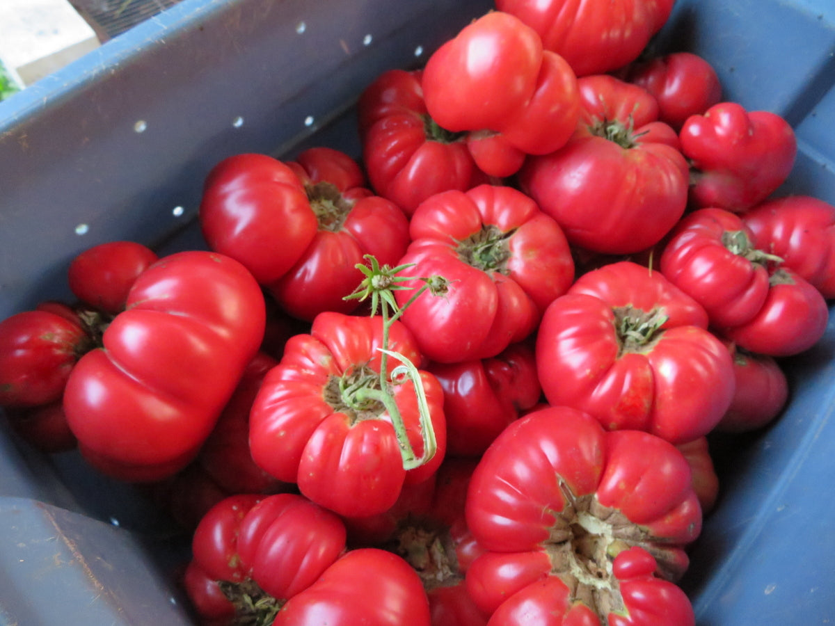 'Mémé de Beauce' Tomato