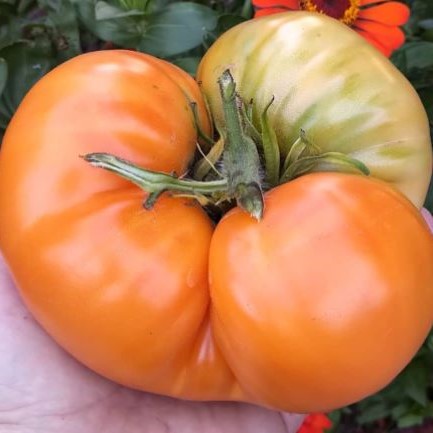 Organic 'Mennonite Orange' Tomato