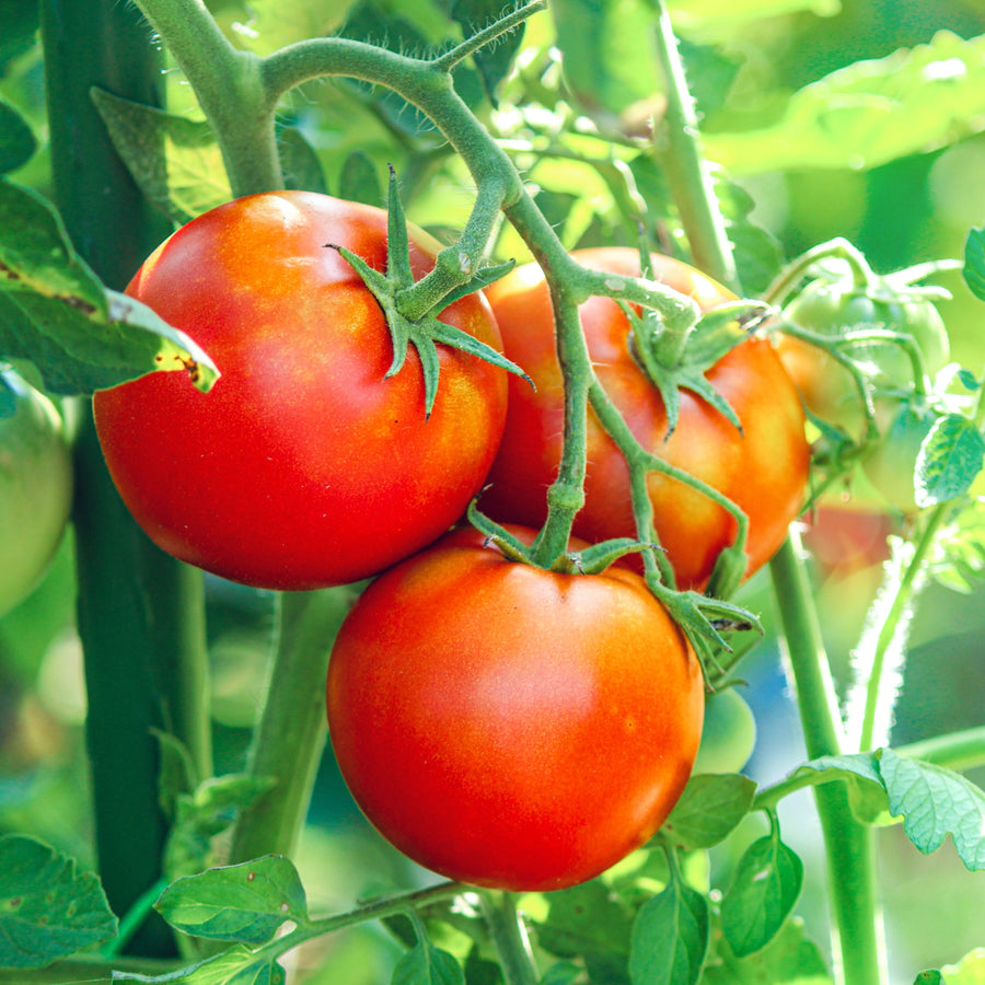 Tomate 'Merville Rocket'