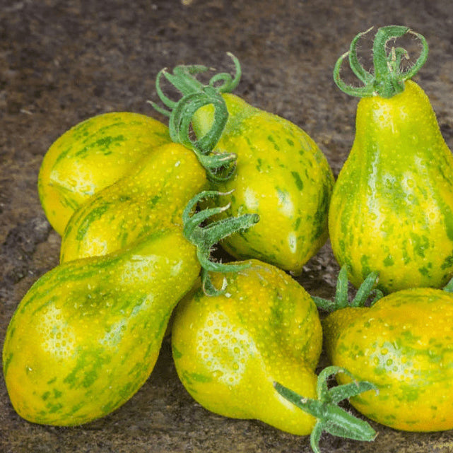 Organic 'Michael Pollan' Tomato